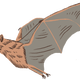Mexican long-nosed bat